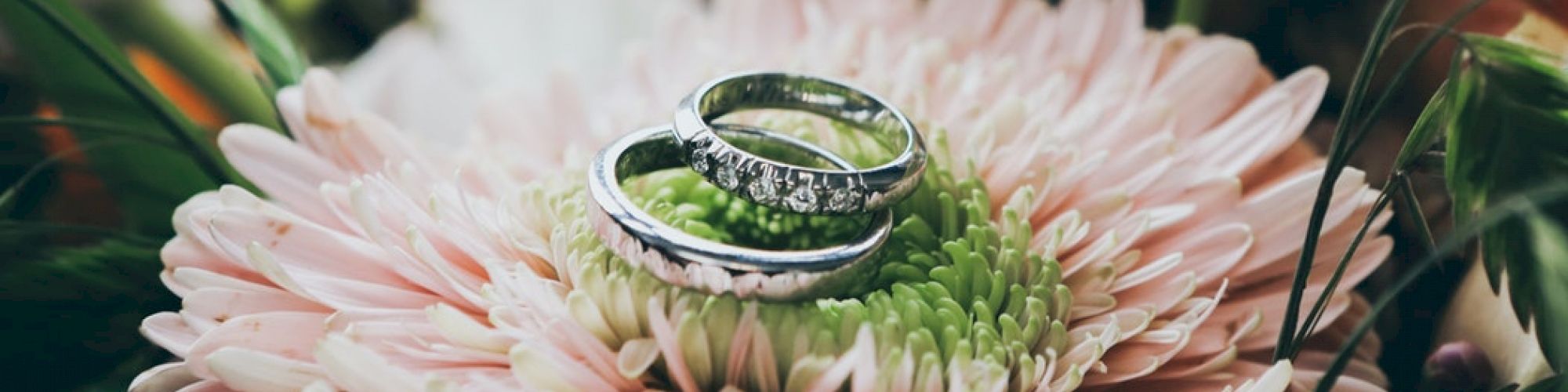 Two silver rings, one plain and one with small crystals, are displayed together on a pink flower amidst green foliage and petals, creating a vibrant scene.